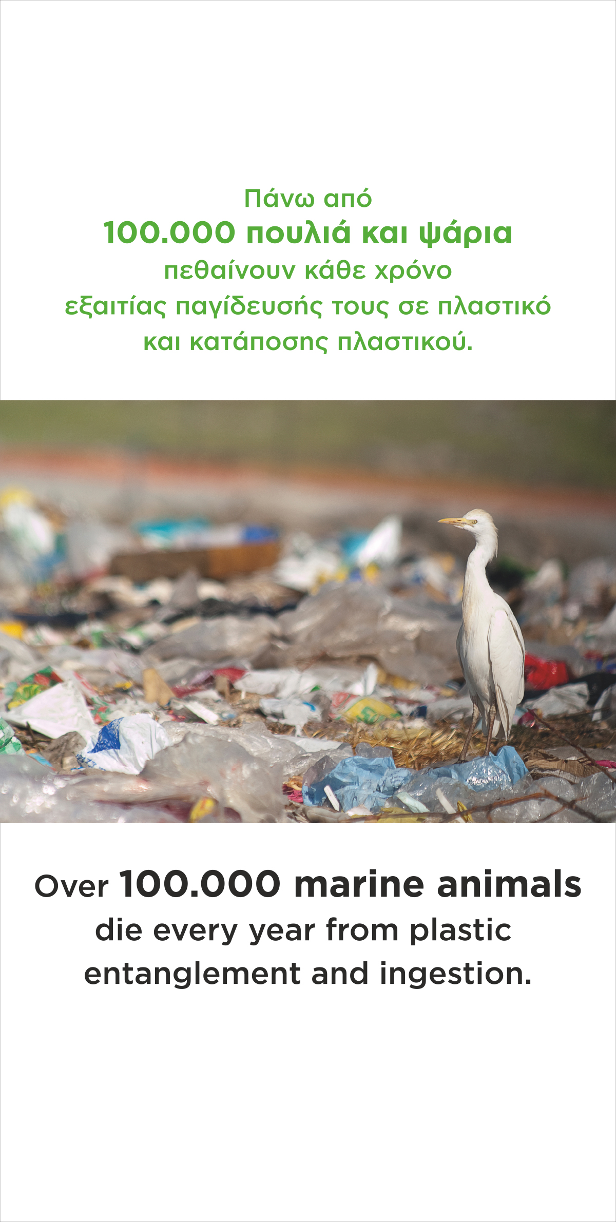 πουλια και ψαρια