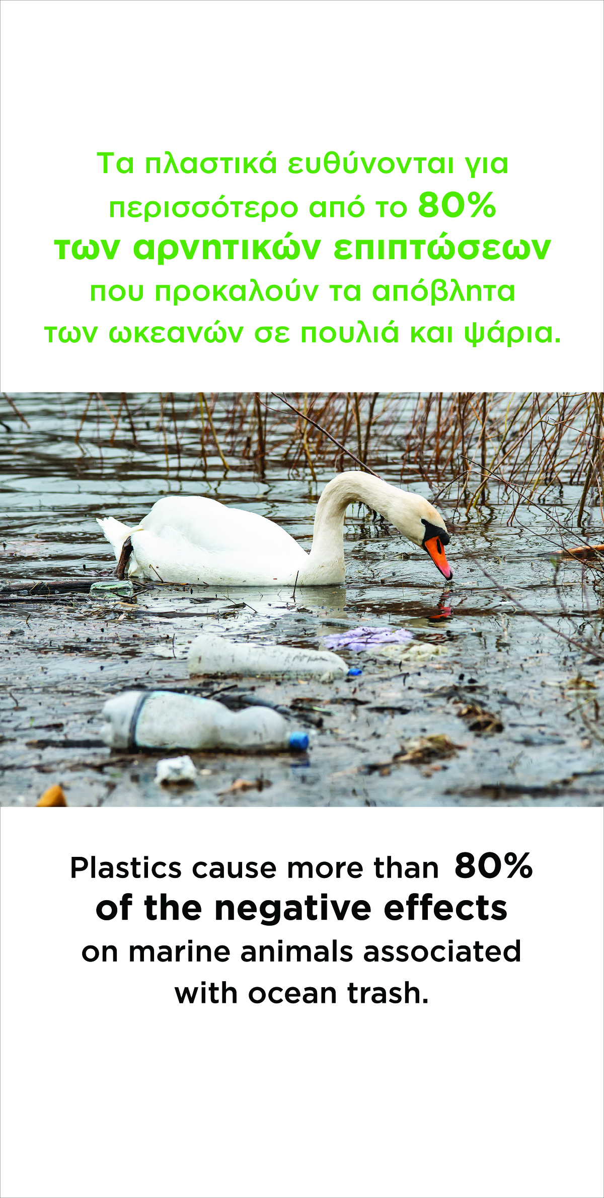 πουλια και ψαρια 2